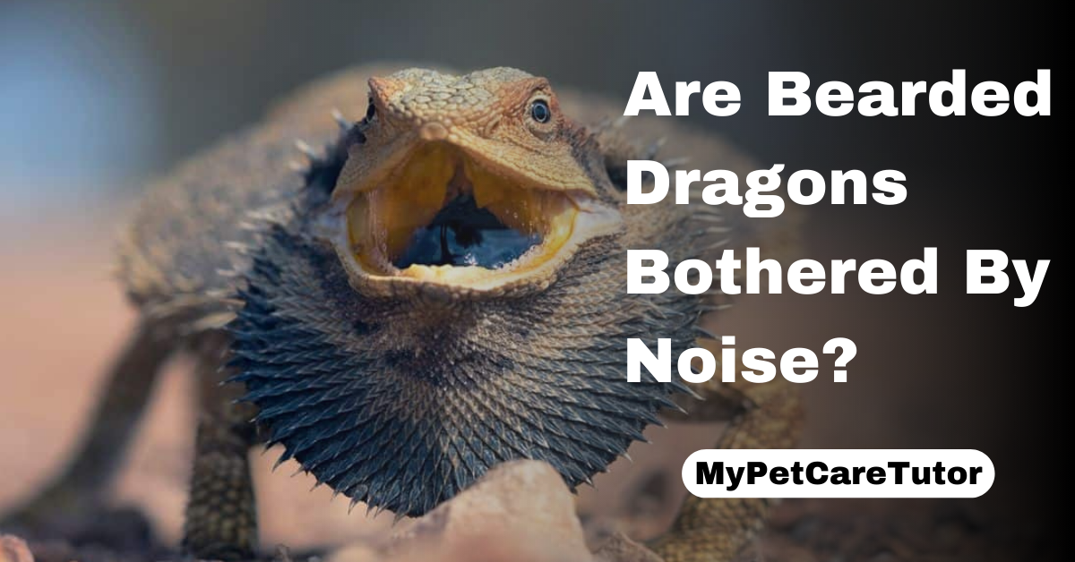 Are Bearded Dragons Bothered By Noise?