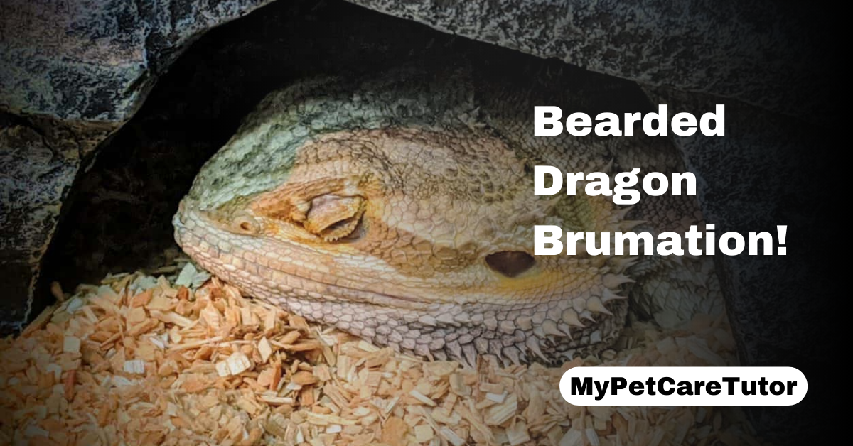 Bearded Dragon Brumation!