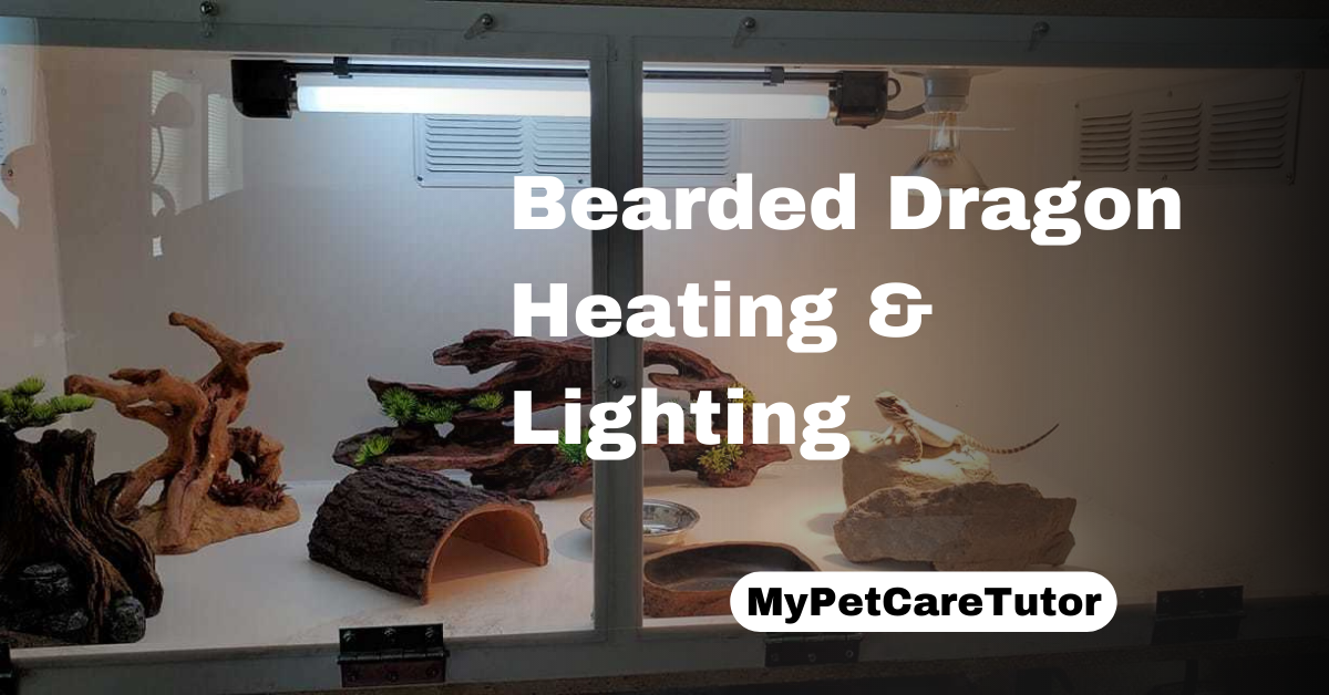 Bearded Dragon Heating & Lighting