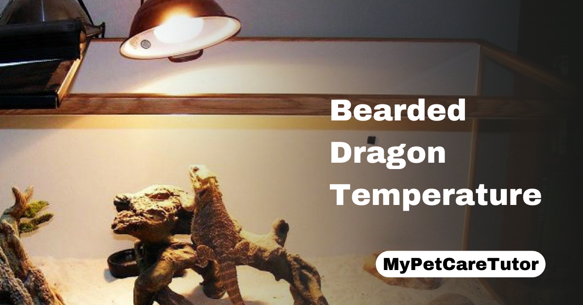 Bearded Dragon Temperature