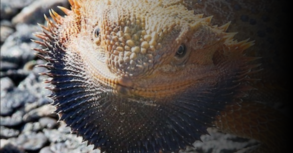 Bearded Dragons Beard Can Turn Black In Aggression