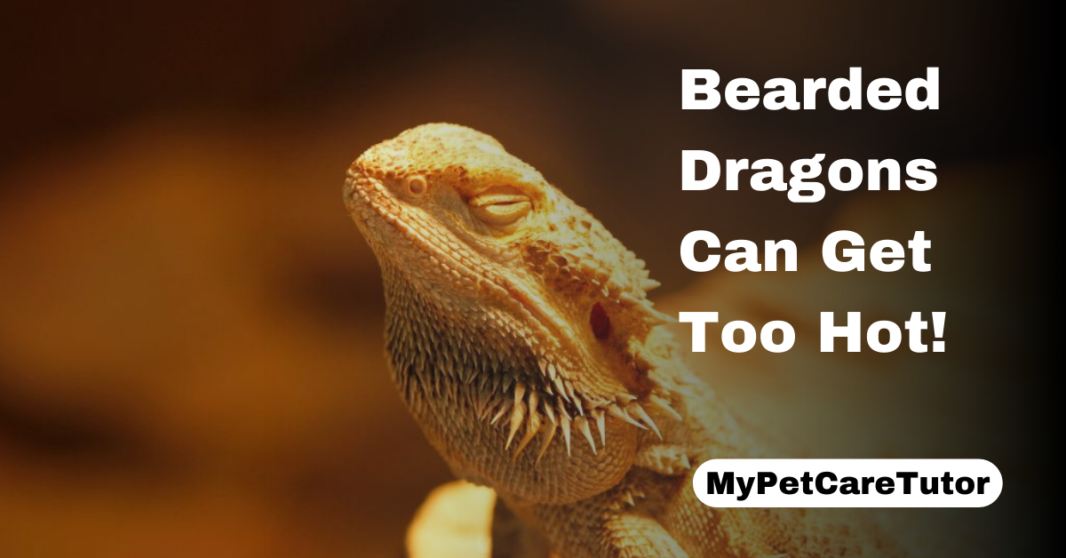 Bearded Dragons Can Get Too Hot!