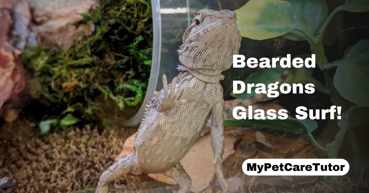 Bearded Dragons Glass Surf!