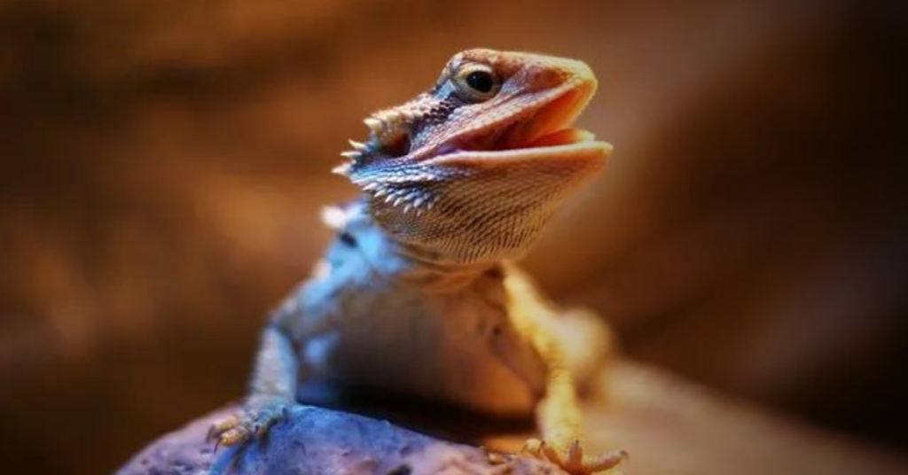 Bearded Dragons Mouth Breathing