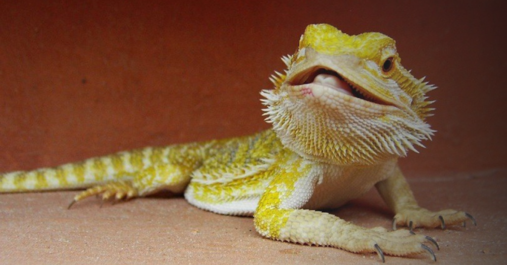Bearded Dragons Response to Sound