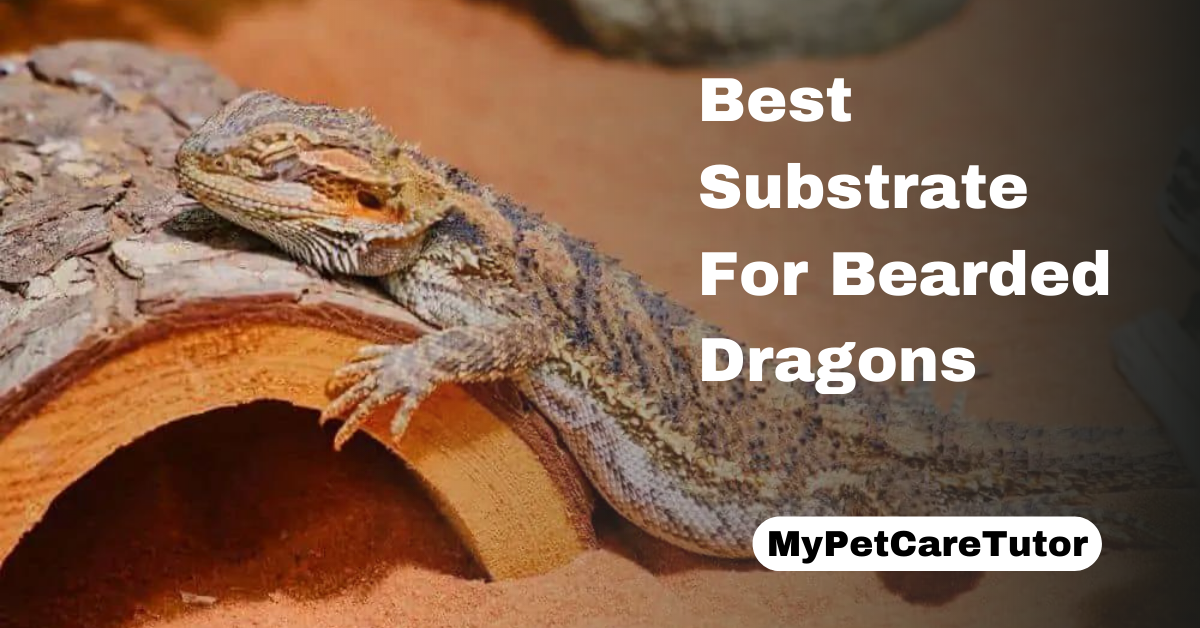 Best Substrate For Bearded Dragons