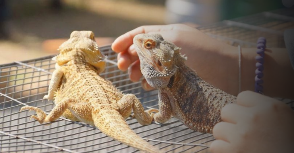 Building a Strong Relationship with Your Bearded Dragon