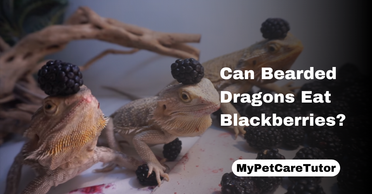Can Bearded Dragons Eat Blackberries?
