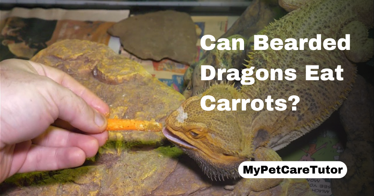 Can Bearded Dragons Eat Carrots?