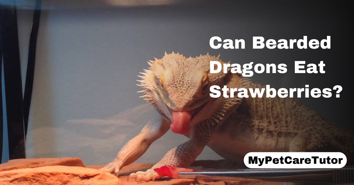 Can Bearded Dragons Eat Strawberries?