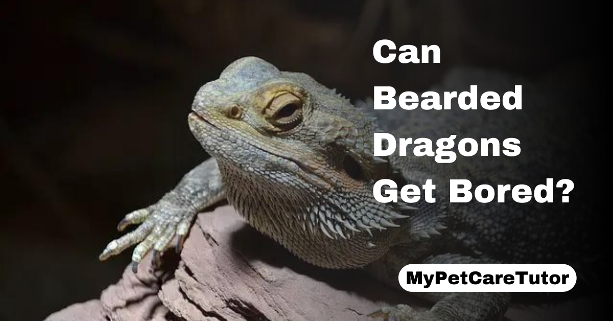Can Bearded Dragons Get Bored?