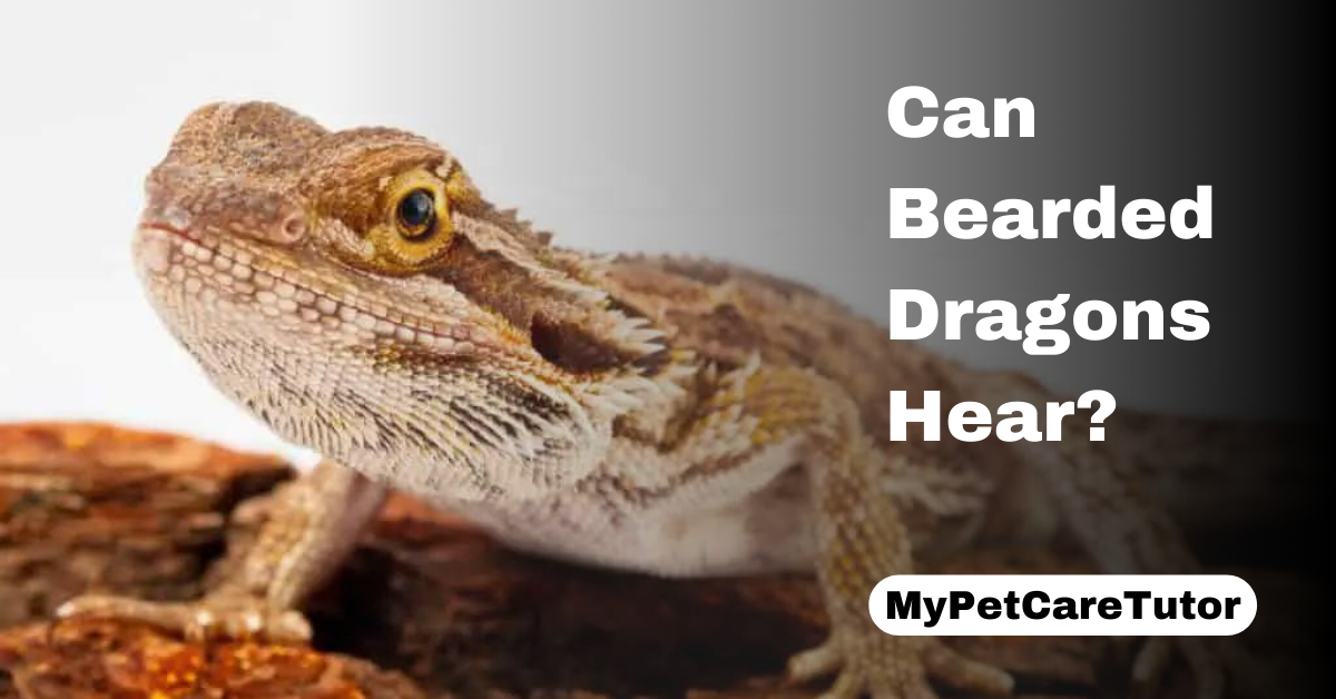 Can Bearded Dragons Hear?