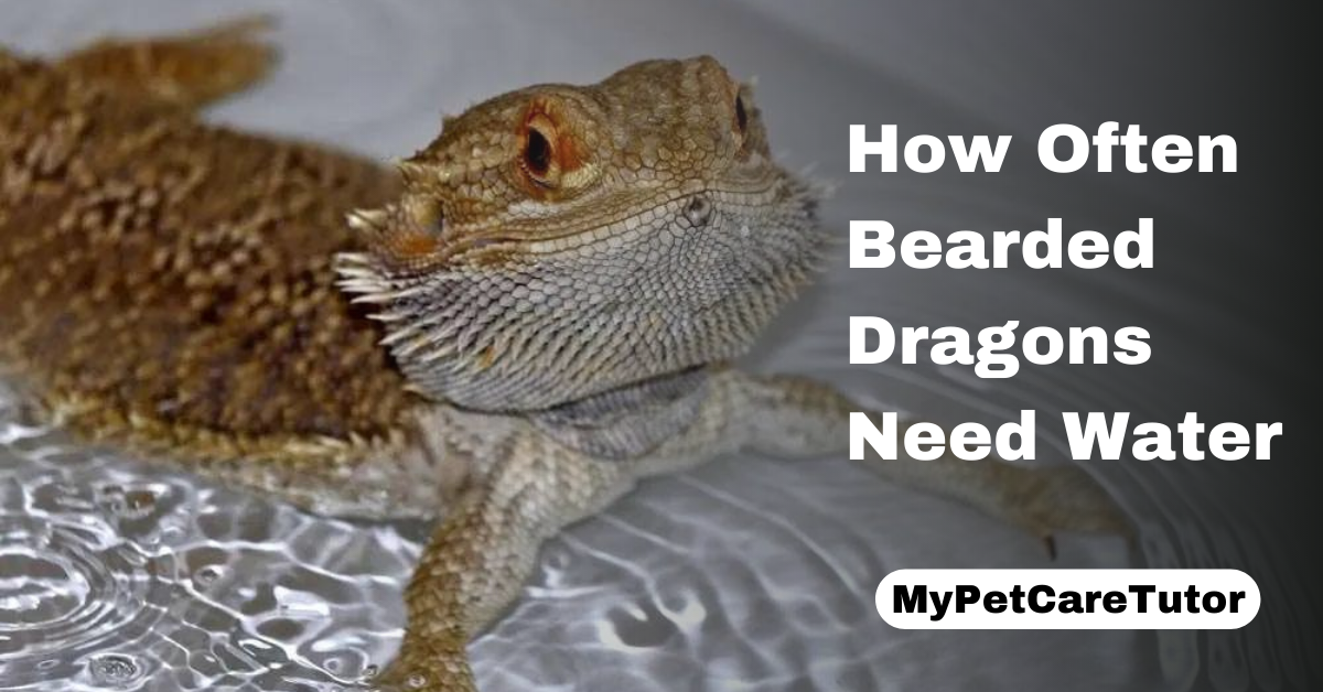 How Often Bearded Dragons Need Water