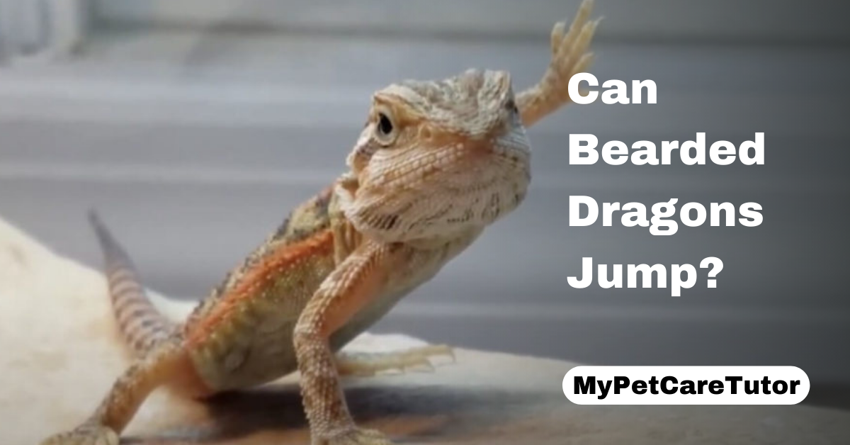 Can Bearded Dragons Jump?