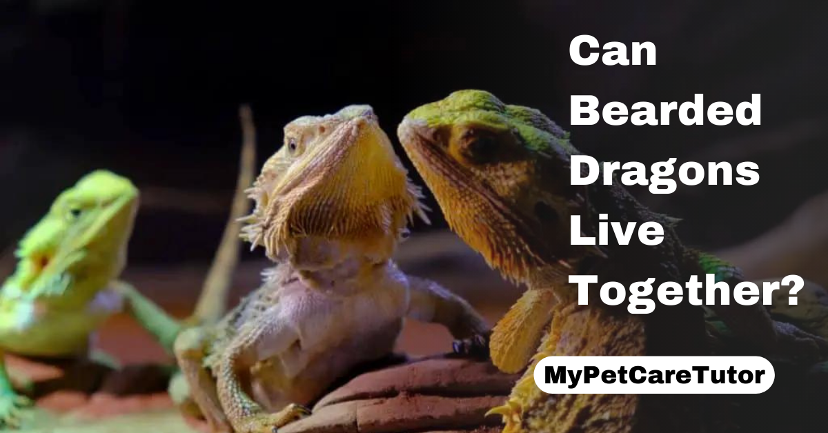 Can Bearded Dragons Live Together?