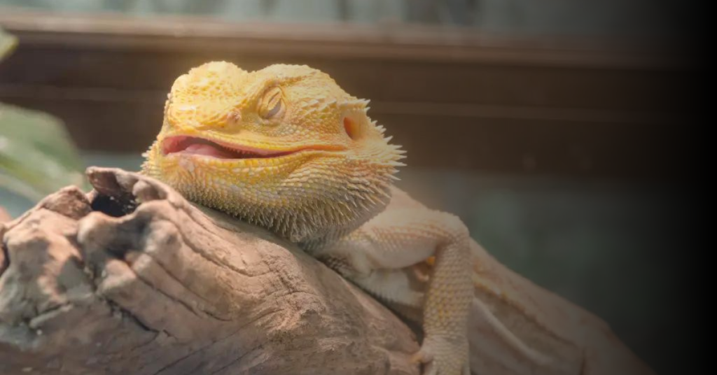 Common Sleep Problems in Bearded Dragons