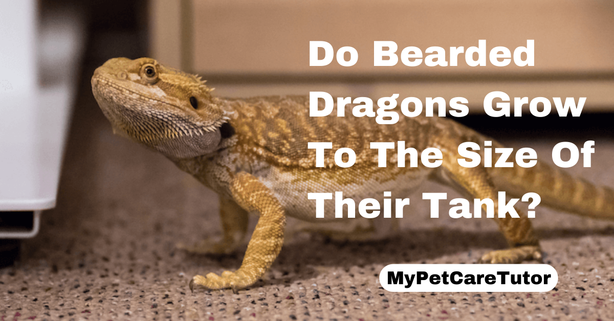 Do Bearded Dragons Grow To The Size Of Their Tank?
