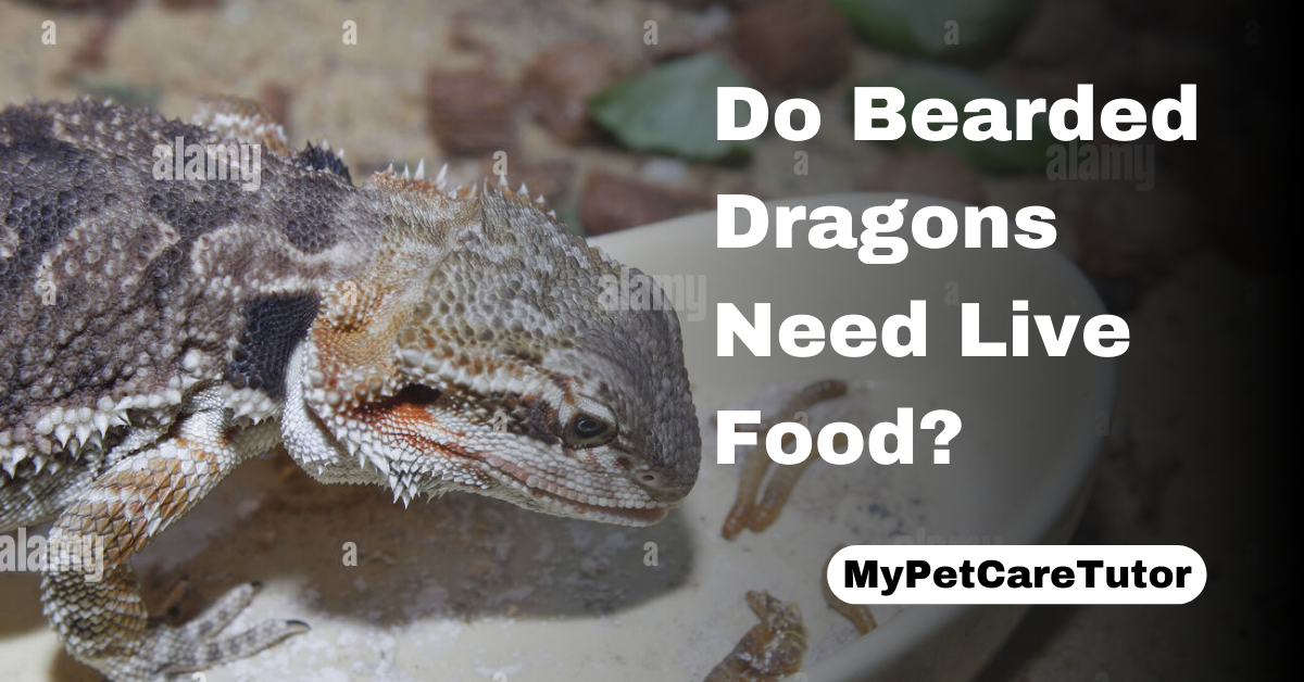 Do Bearded Dragons Need Live Food?