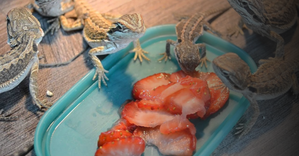 Feeding Strawberries To Bearded Dragons