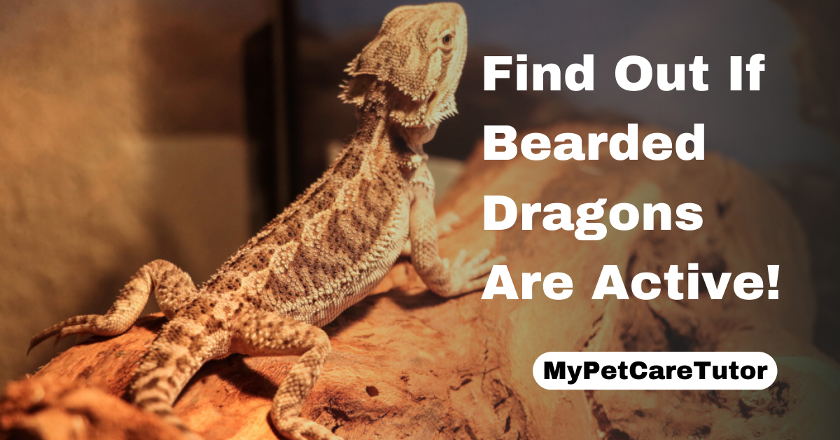 Find Out If Bearded Dragons Are Active
