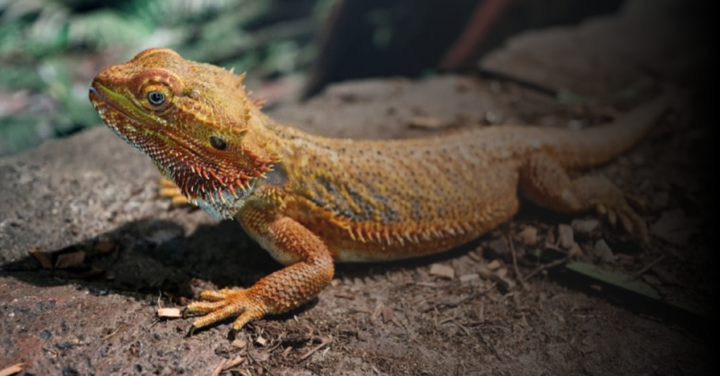Healthy Growth of Bearded Dragons