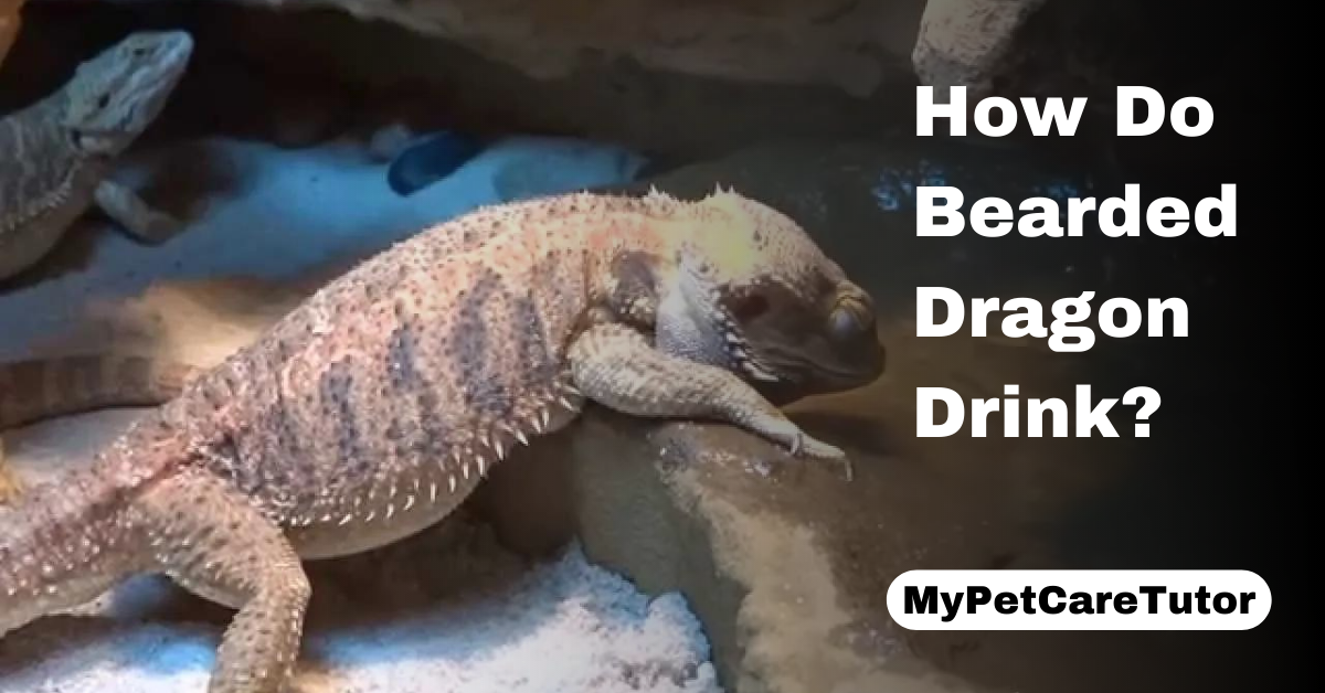 How Do Bearded Dragon Drink?