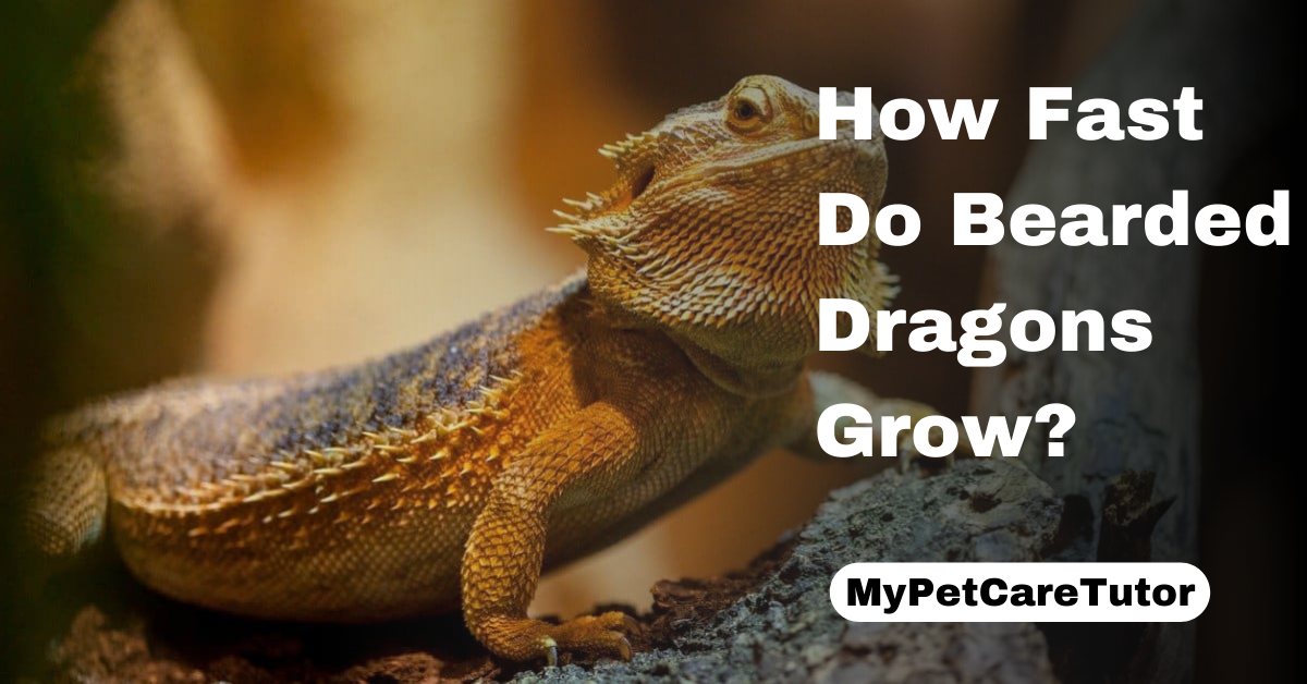 How Fast Do Bearded Dragons Grow?