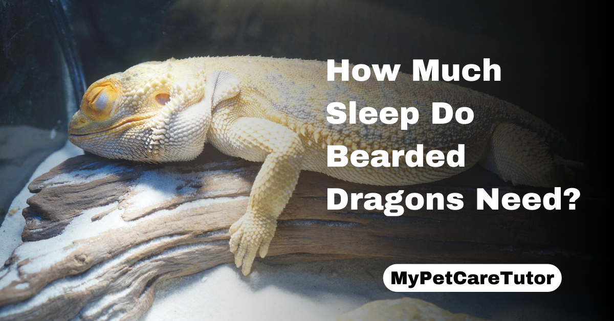 How Much Sleep Do Bearded Dragons Need?