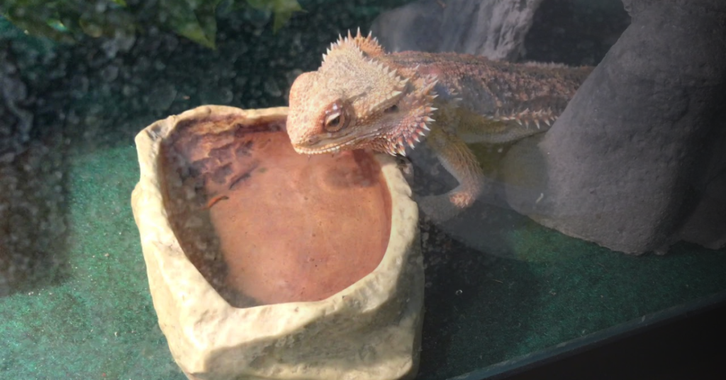How Much Water Do Bearded Dragons Need?