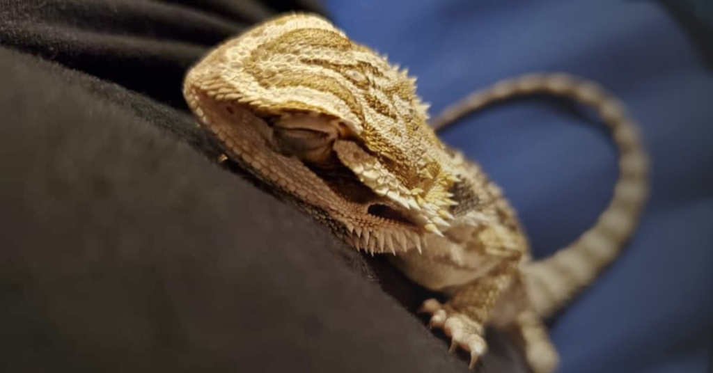 Inactive Bearded Dragons