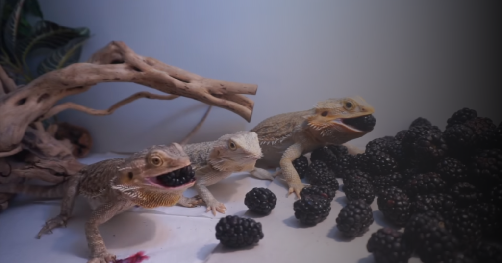 Introducing Blackberries to Your Bearded Dragon's Diet