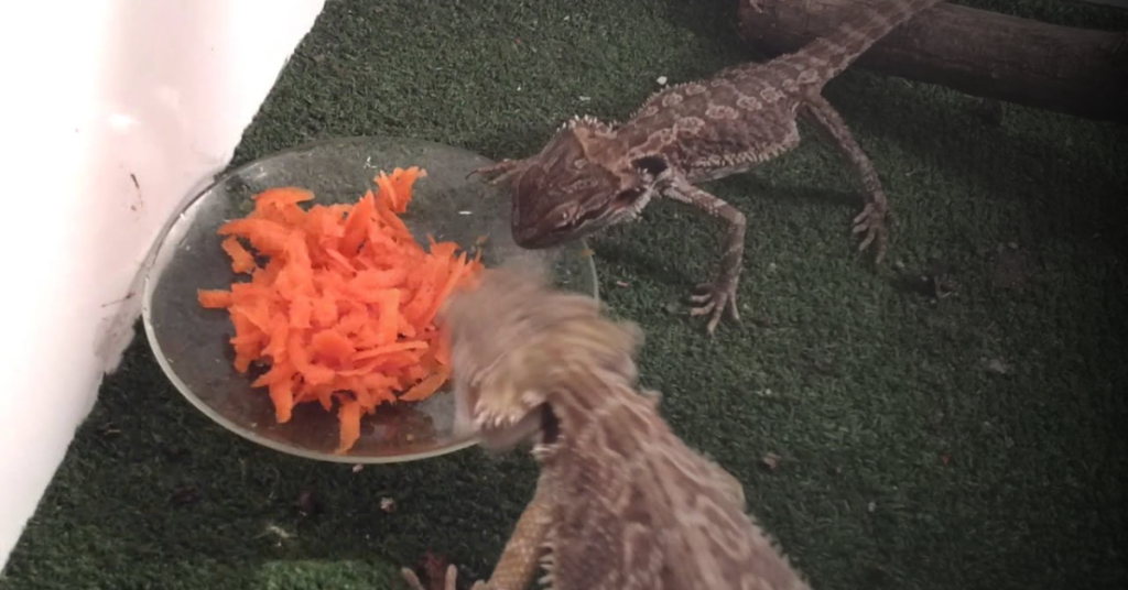 Introducing Carrots to a Bearded Dragon's Diet