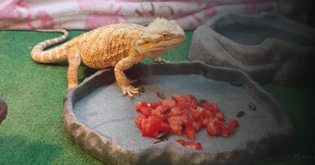 Other Fruits and Vegetables Your Bearded Dragon Can Eat