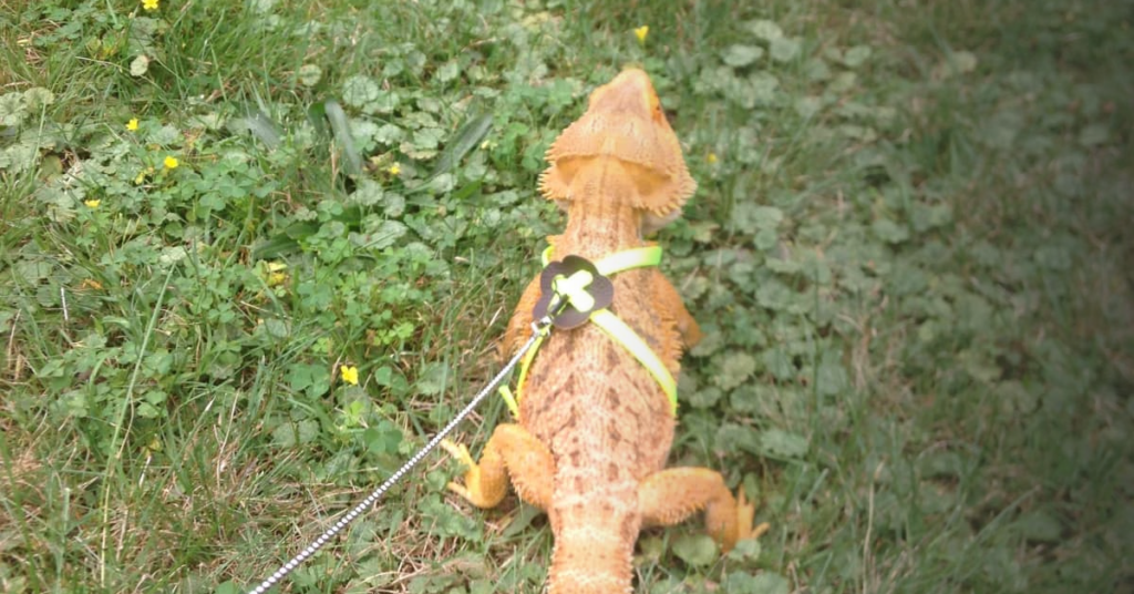 Outdoor Exercise for Bearded Dragons
