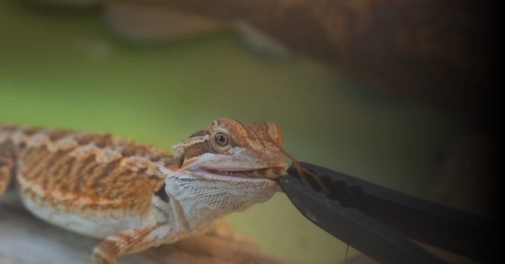 Preparing Live Foods for Your Baby Bearded Dragon