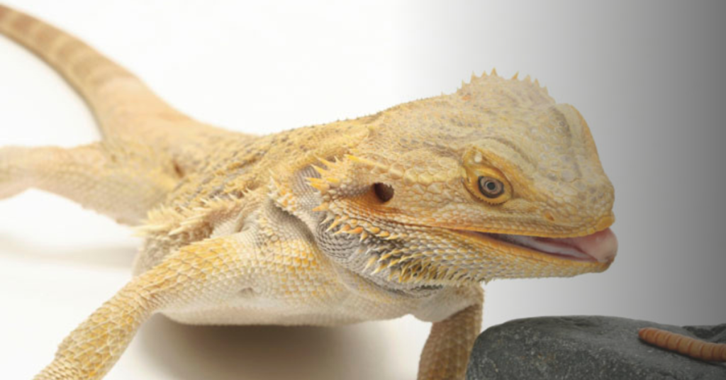 Providing Proper Nutrition and Hydration For Bearded Dragons