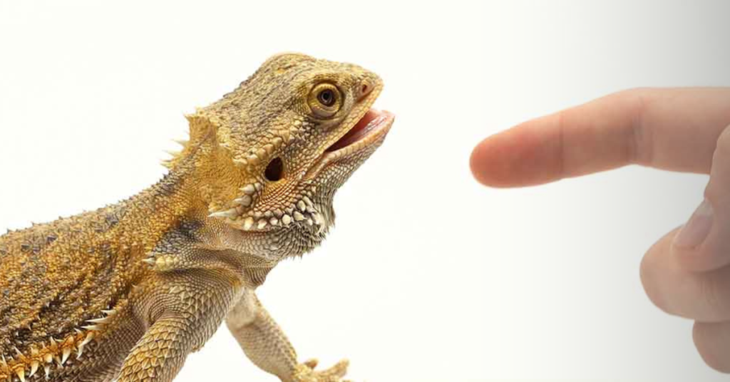 Reasons Why Bearded Dragons Bite