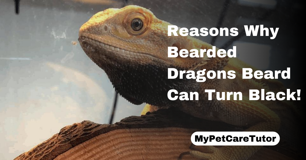 Reasons Why Bearded Dragons Beard Can Turn Black
