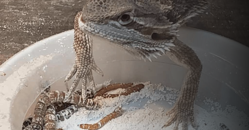 Types of Live Food For Bearded Dragons