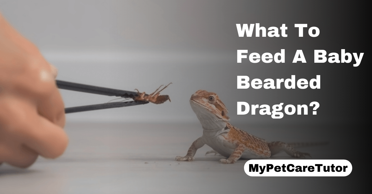 What To Feed A Baby Bearded Dragon?