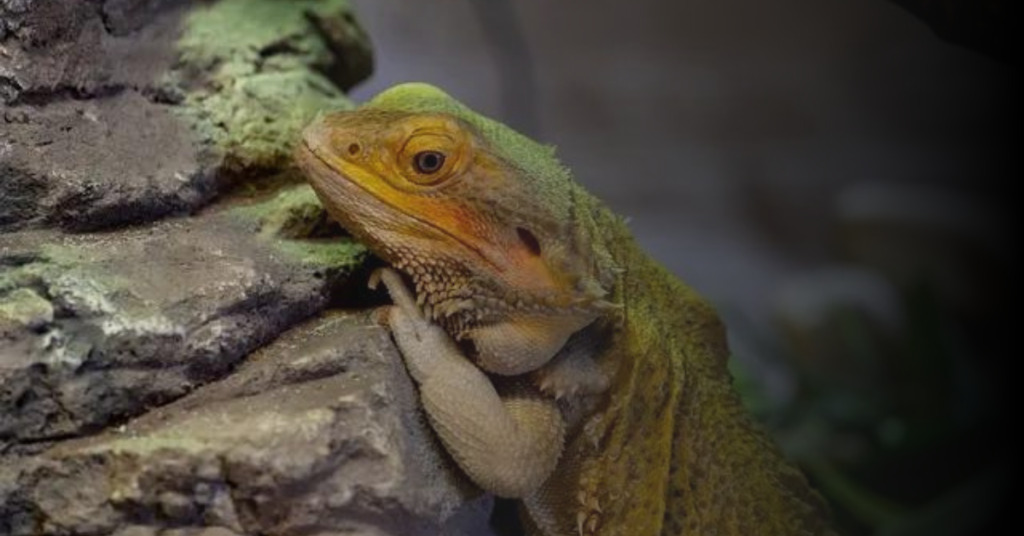What is Boredom in Bearded Dragons?