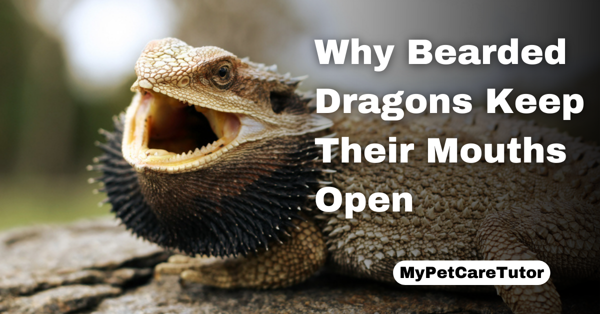 Why Bearded Dragons Keep Their Mouths Open