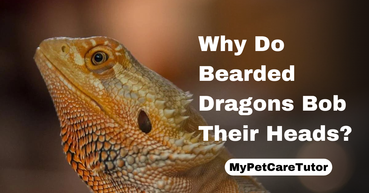 Why Do Bearded Dragons Bob Their Heads?