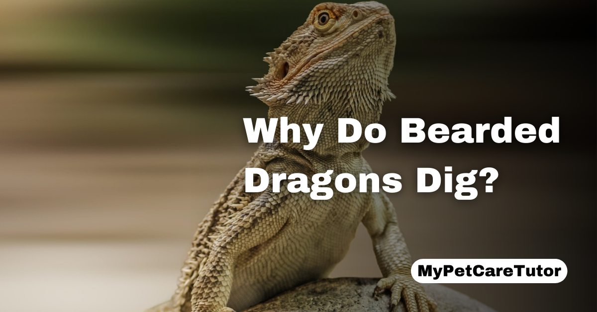 Why Do Bearded Dragons Dig?