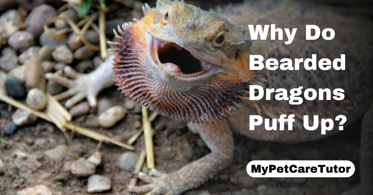 Why Do Bearded Dragons Puff Up?