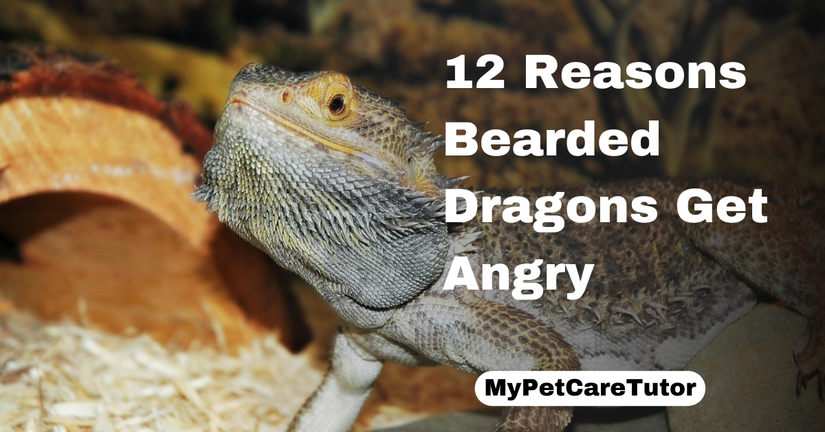 12 Reasons Bearded Dragons Get Angry