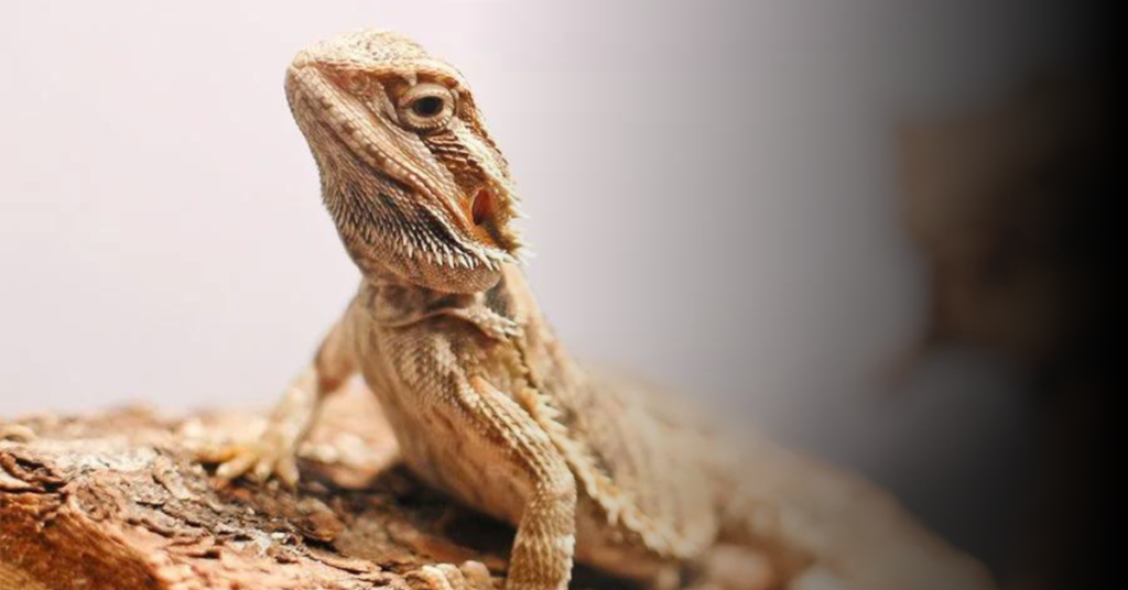 Age of the Bearded Dragon
