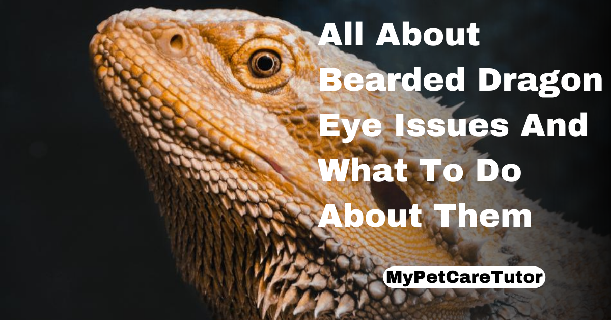 All About Bearded Dragon Eye Issues And What To Do About Them