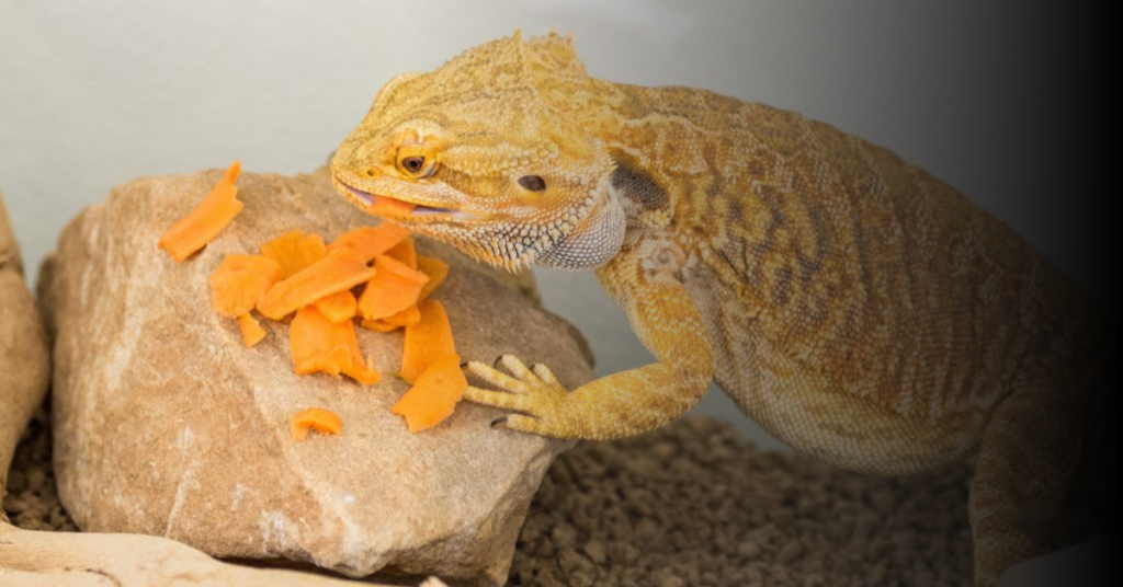 Alternative Food Options for Bearded Dragons