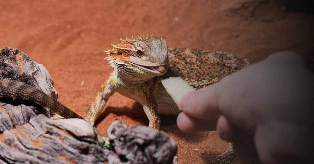 Alternative Safe and Nutritious Fruits For Bearded Dragons